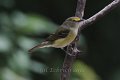 White-eyed Vireo 2012-05-05_1